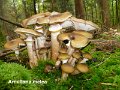 Armillaria mellea-amf255